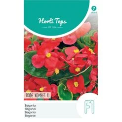 Begonia Red Comet - Begonia Semperflorens