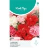 Chabaud Anjer Mix - Dianthus Caryophyllus