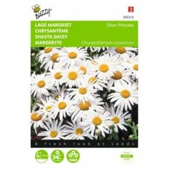 Chrysanthemum Maximum Nanum Silver Princess