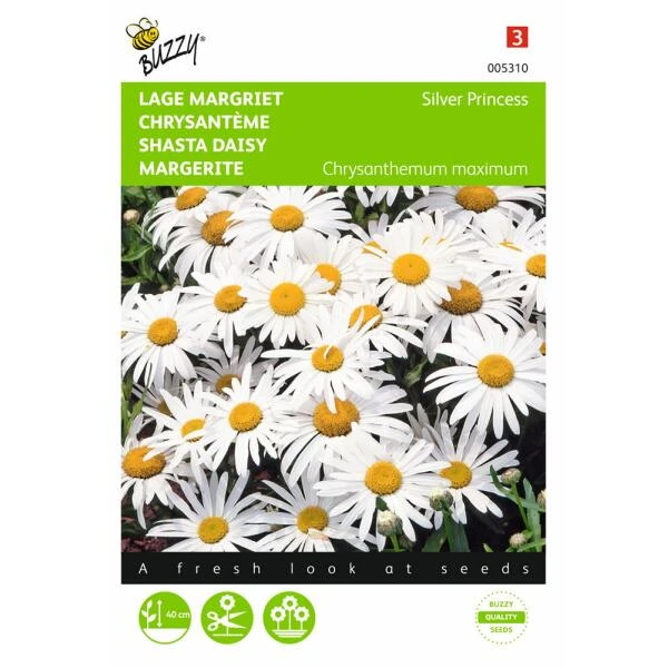 Chrysanthemum Maximum Nanum Silver Princess 1 Chrysanthemum Maximum Nanum Silver Princess