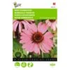 Echinacea Purpurea - Rode Zonnehoed