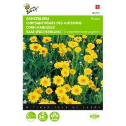 Gele Ganzebloem - Chrysanthemum Segetum