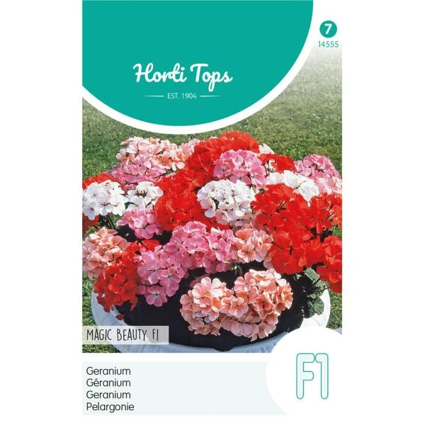 Geranium Magic Beauty - Pelargonium Zonale 1 Geranium Magic Beauty - Pelargonium Zonale