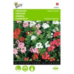 Ijzerhard Mix - Verbena Hybrida Compacta