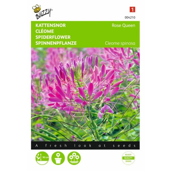 Kattensnor Rose Queen - Cleome Spinosa 1 Kattensnor Rose Queen - Cleome Spinosa