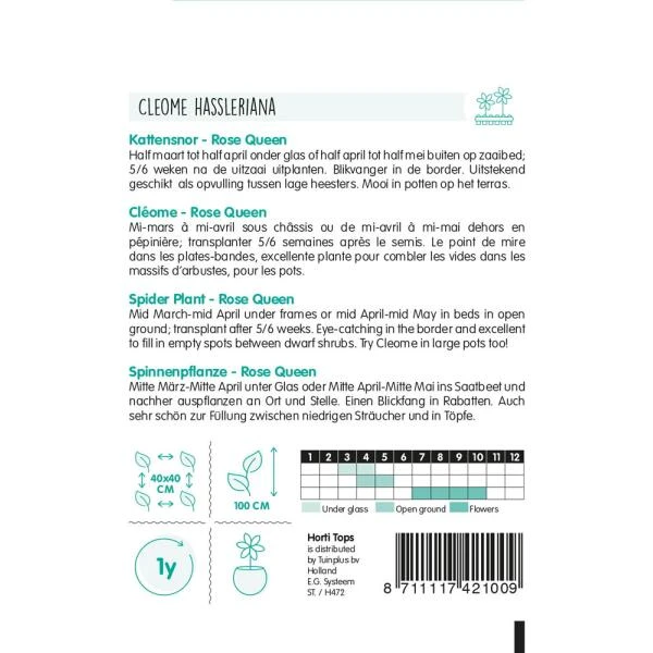 Kattensnor Rose Queen - Cleome Spinosa HT 2 Kattensnor Rose Queen - Cleome Spinosa HT - Afbeelding 2