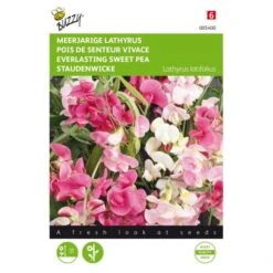 Lathyrus Latifolius (kleurenmengsel)