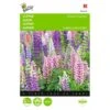 Lupinus Polyphyllus Russells Hybrids Mix
