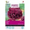 Papaver Black Paeony