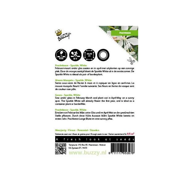 Prachtkaars - Gaura Sparkle White 2 Prachtkaars - Gaura Sparkle White - Afbeelding 2