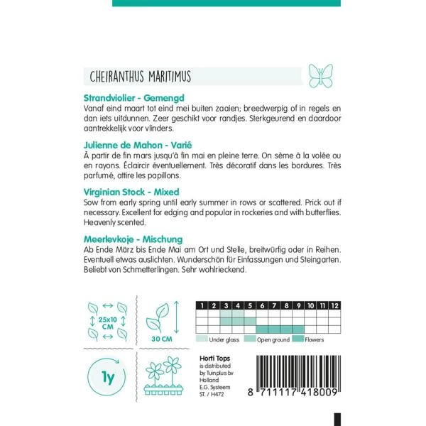 Strandviolier - Malcolmia Maritima 2 Strandviolier - Malcolmia Maritima - Afbeelding 2