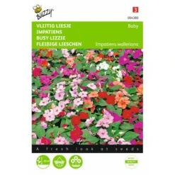 Vlijtig Liesje Nana Baby - Impatiens Walleriana