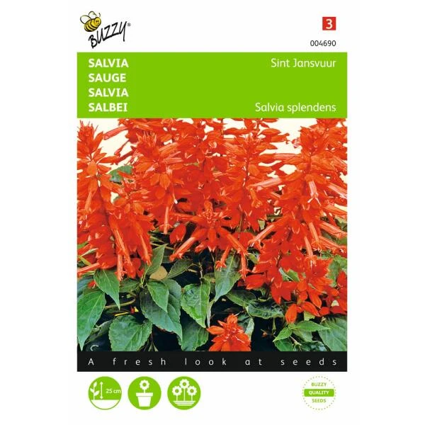 Vuursalie Sint Jansvuur - Salvia Splendens 1 Vuursalie Sint Jansvuur - Salvia Splendens