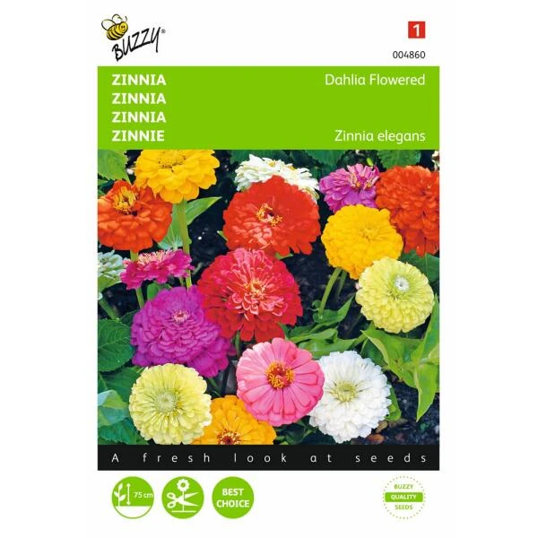 Zinnia Dahliabloemig - Zinnia Elegans 1 Zinnia Dahliabloemig - Zinnia Elegans