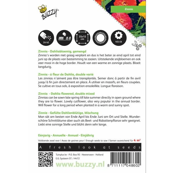 Zinnia Dahliabloemig - Zinnia Elegans 2 Zinnia Dahliabloemig - Zinnia Elegans - Afbeelding 2