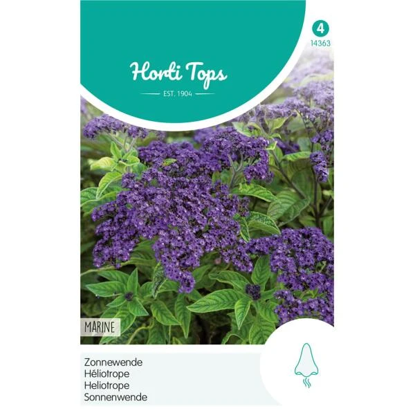 Zonnewende Marine - Heliotropium Peruvianum 1 Zonnewende Marine - Heliotropium Peruvianum