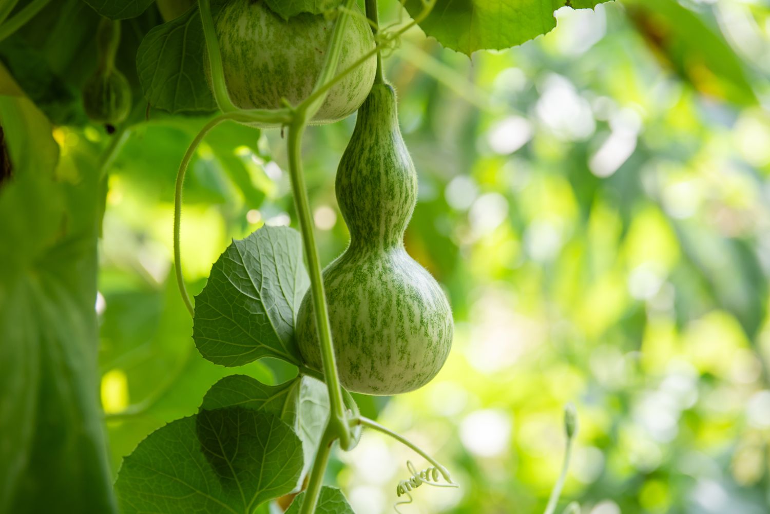 Exporteren Bloemen Zaden Winkel -Exporteren Bloemen Zaden Winkel cucuzza squash care guide 7372313 01 3d1791263d4846f481e0cf26c1d4cc57