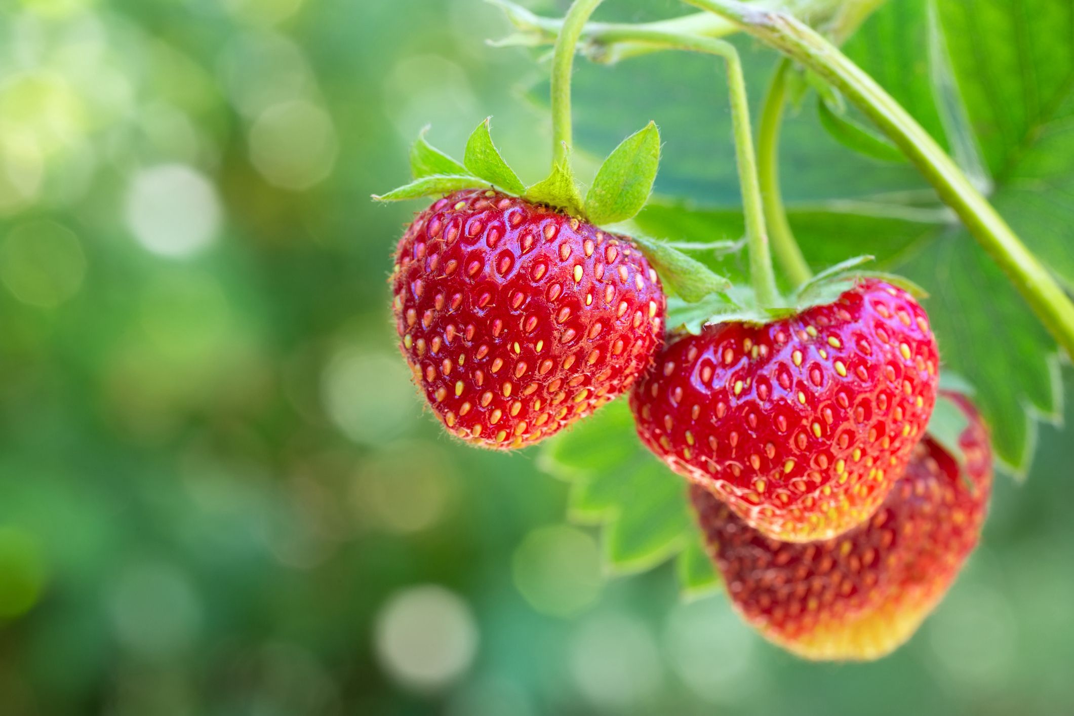 Exporteren Bloemen Zaden Winkel -Exporteren Bloemen Zaden Winkel how to grow strawberries 1675303673